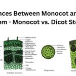 Differences Between Monocot and Dicot Stem - Monocot vs. Dicot Stem