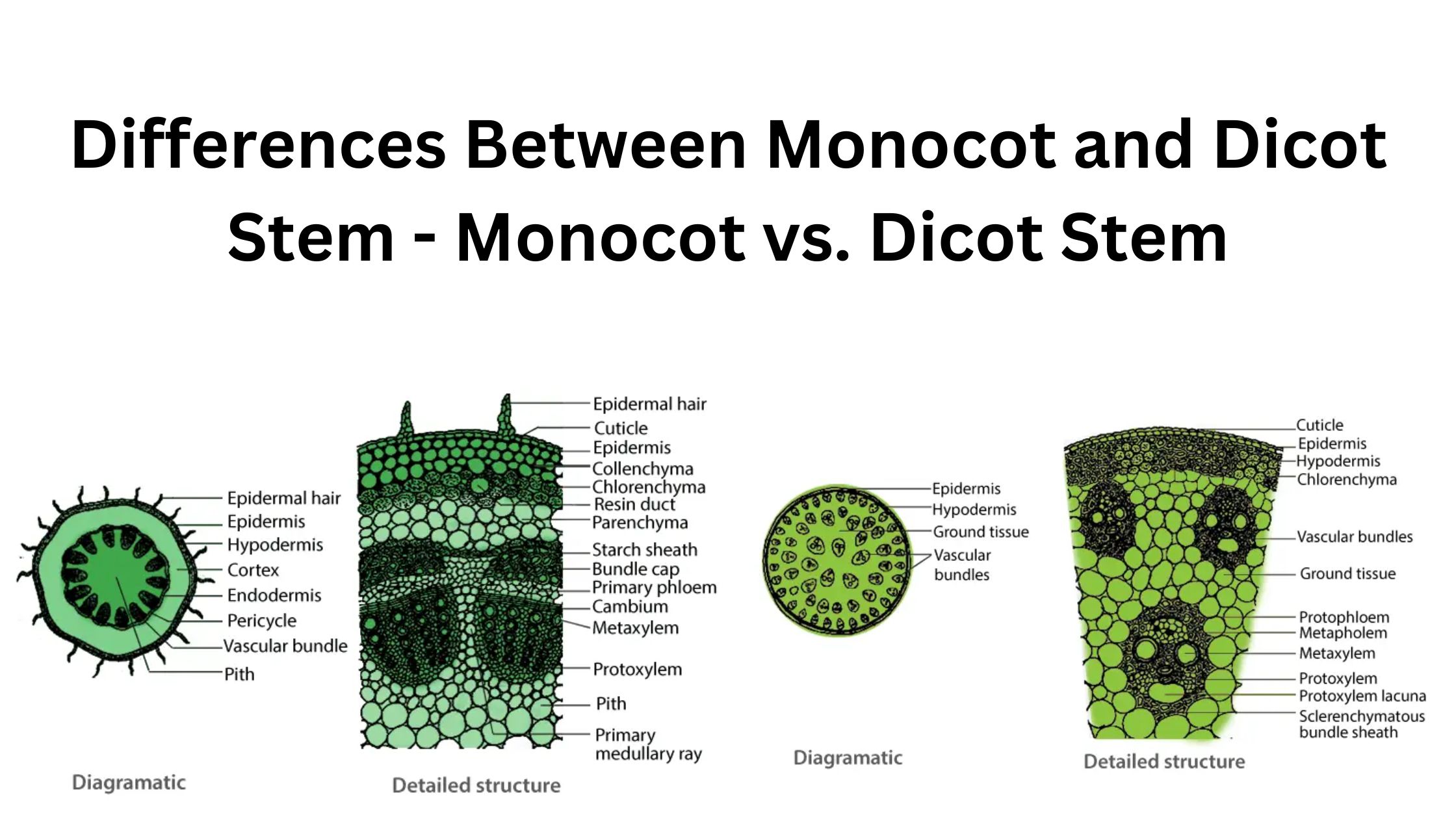 Differences Between Monocot and Dicot Stem - Monocot vs. Dicot Stem