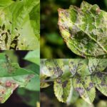 Disease Control and Management In Plants