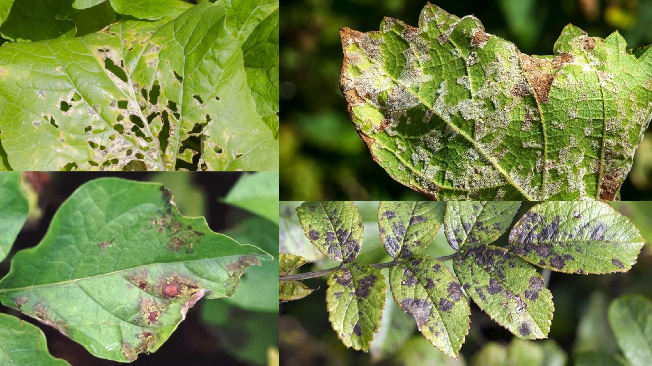 Disease Control and Management In Plants