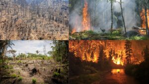 Disruptions to Ecosystems – Causes, Consequences, Preventions