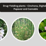 Drug-Yielding plants - Cinchona, Digitalis, Papaver and Cannabis