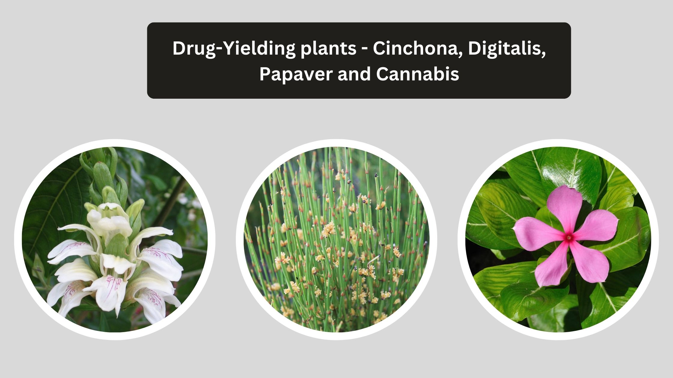 Drug-Yielding plants - Cinchona, Digitalis, Papaver and Cannabis