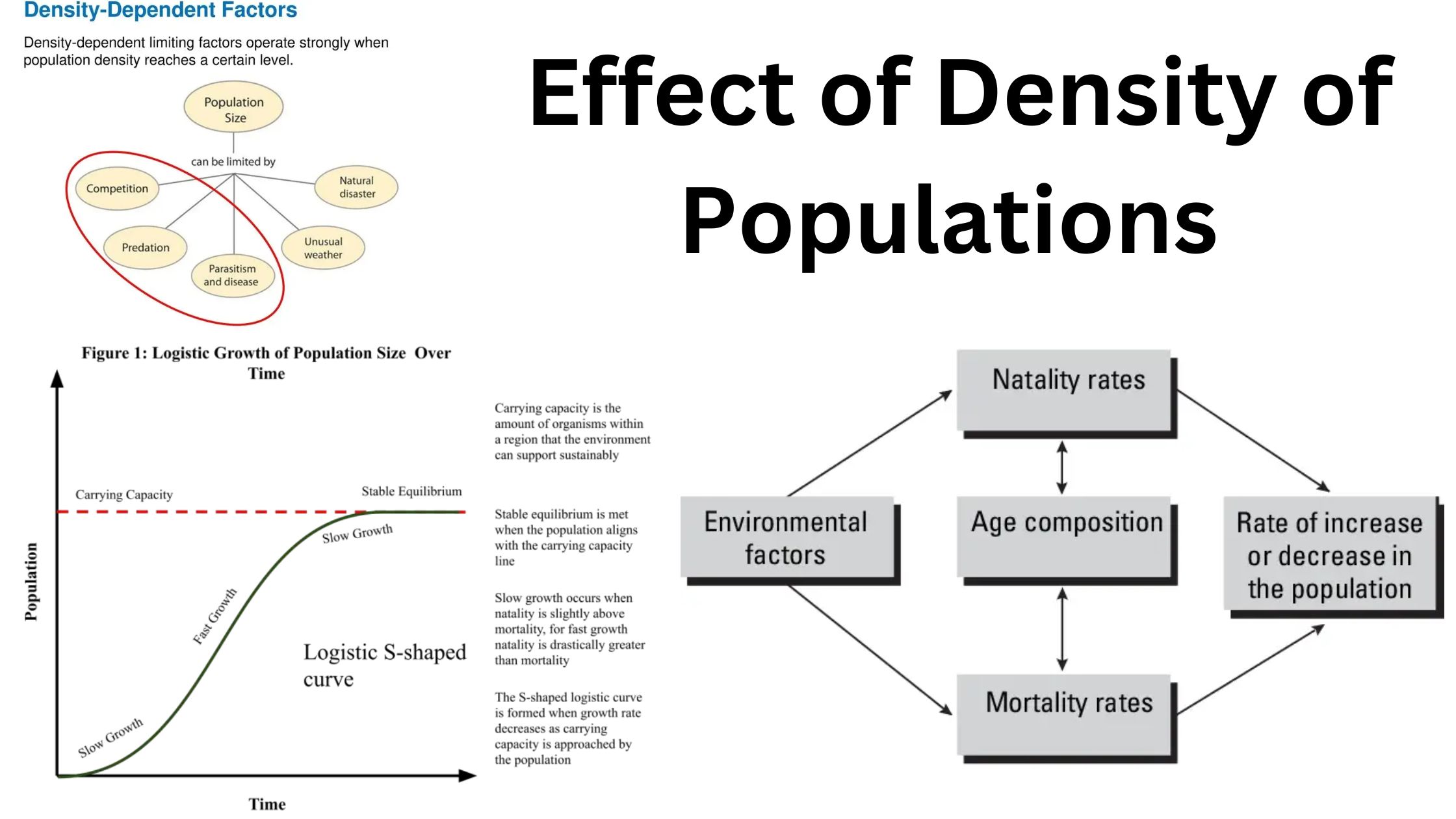 Effect of Density of Populations - AP Biology Notes