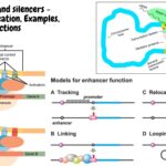 Enhancers and silencers - Definition, Location, Examples, Functions