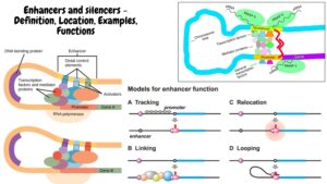 Enhancers and silencers – Definition, Location, Examples, Functions