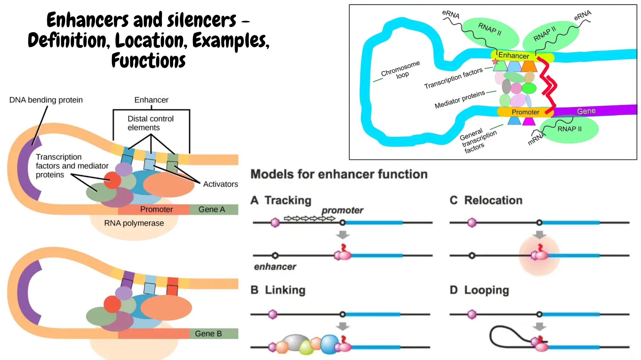 Enhancers and silencers - Definition, Location, Examples, Functions