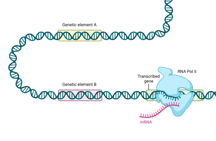 Eukaryotic Gene Regulation - Transcription (Layout)