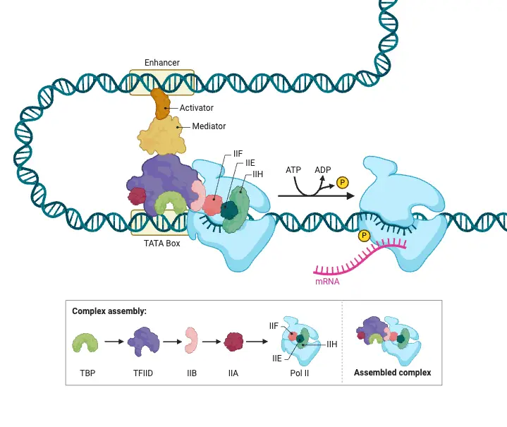 Eukaryotic Gene Regulation - Transcriptional Initiation