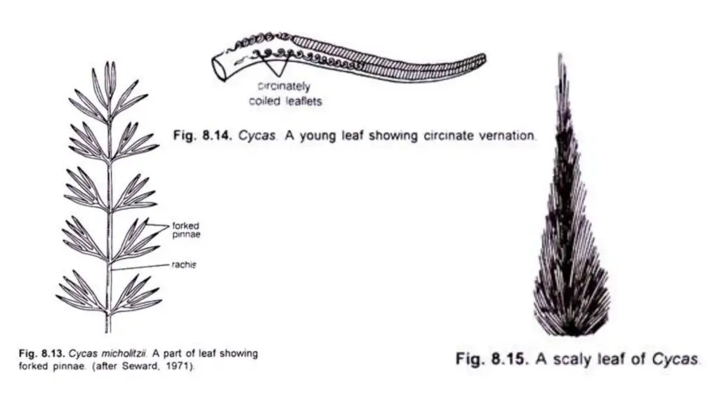 External Morphology of Cycas