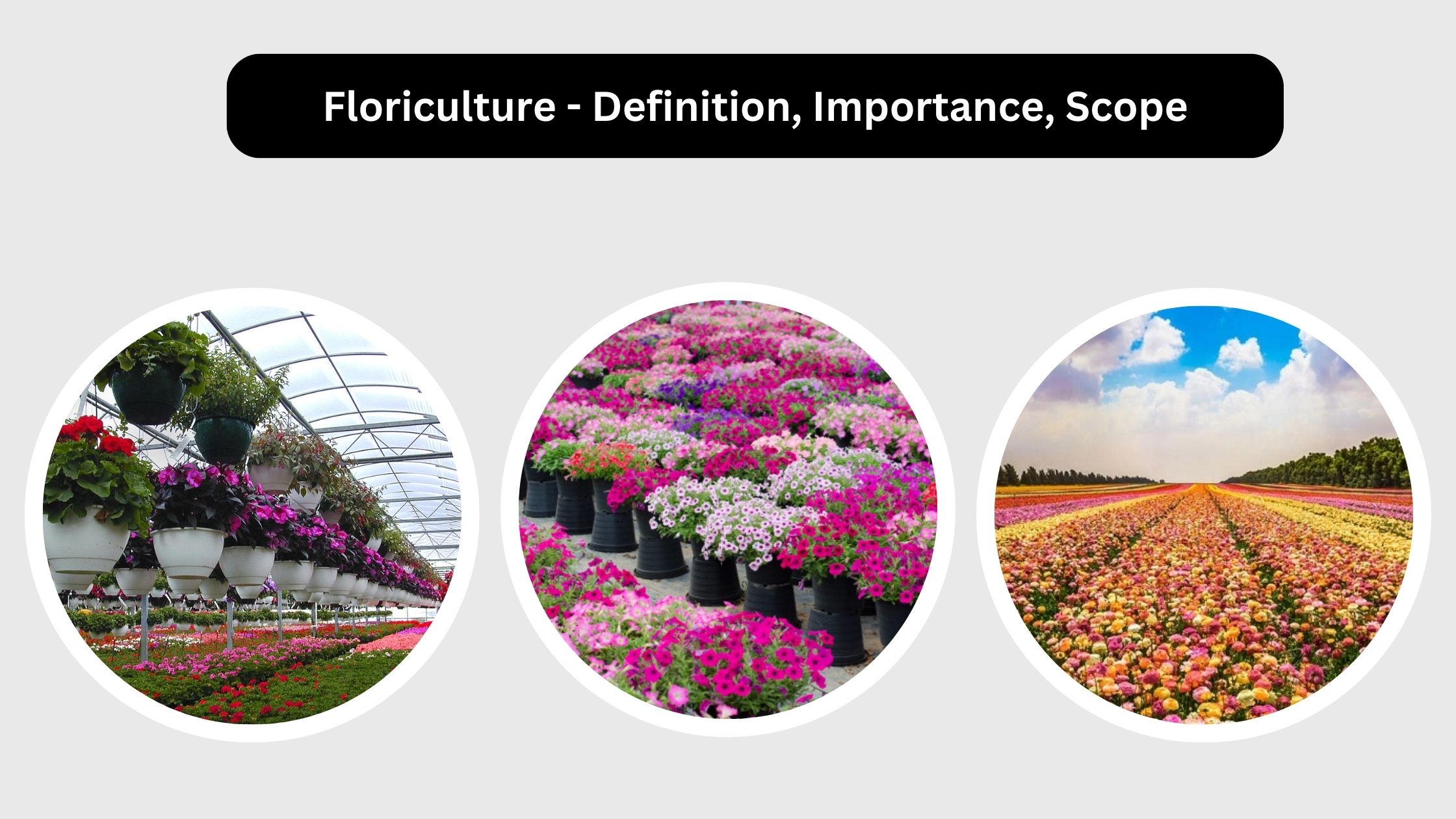 Floriculture - Definition, Importance, Scope