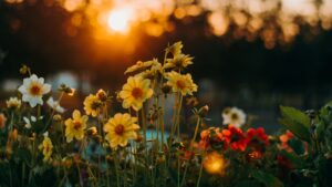 Flower Culture – Principle, Protocol and Importance
