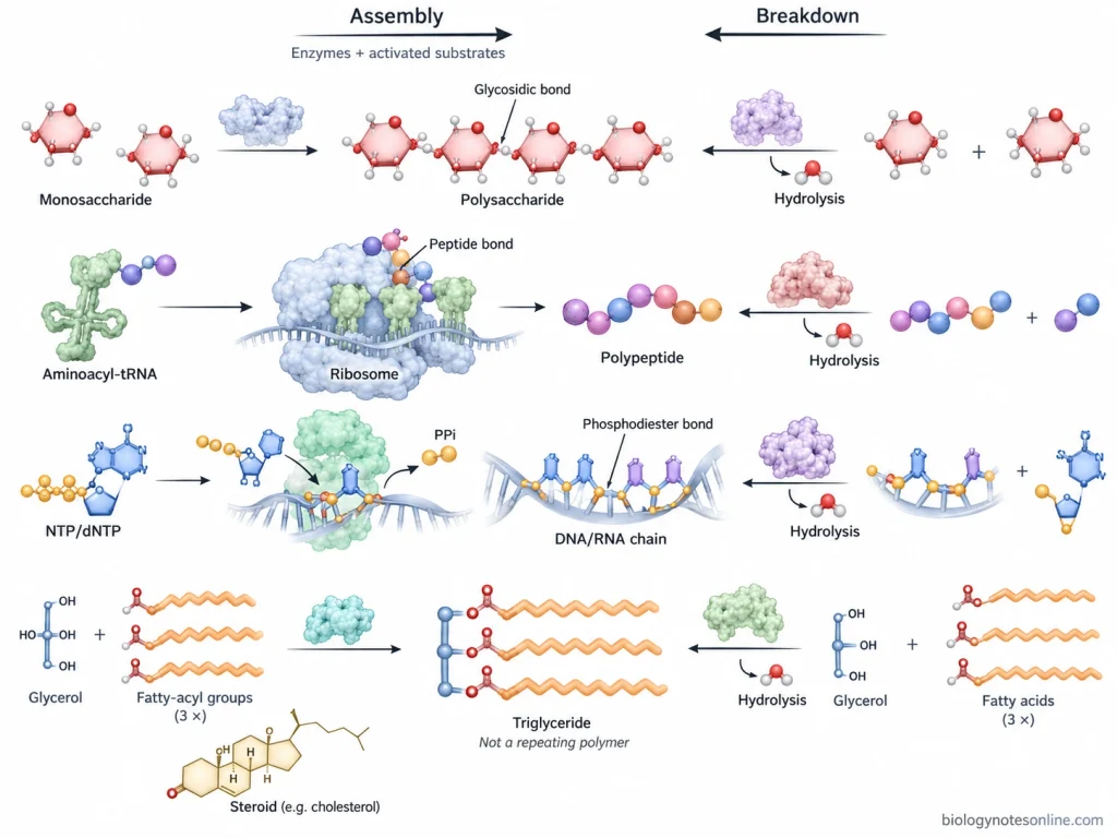 Comparison of carbohydrate, protein, nucleic-acid, and lipid assembly and hydrolytic breakdown using their characteristic bonds and cellular mechanisms.