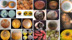 Post-Harvest Diseases – Definition, Classification, Types and Control