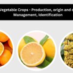 Fruit and Vegetable Crops - Production, origin and distribution, Management, Identification