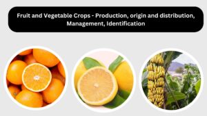 Fruit and Vegetable Crops – Production, origin and distribution, Management, Identification