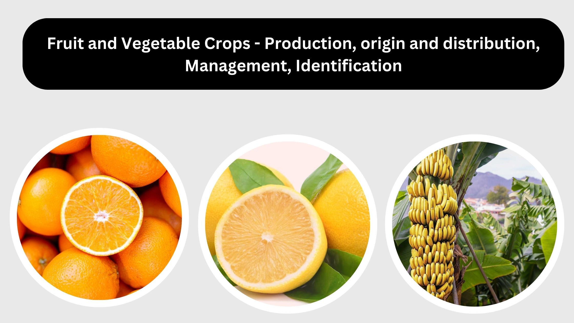 Fruit and Vegetable Crops - Production, origin and distribution, Management, Identification