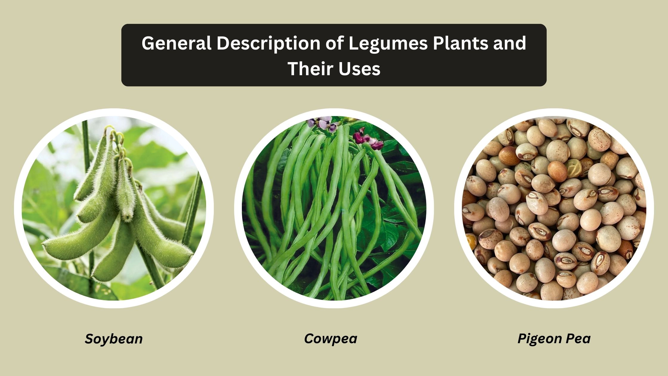 General Description of Legumes Plants and Their Uses