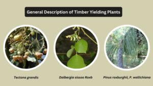 General Description of Timber Yielding Plants