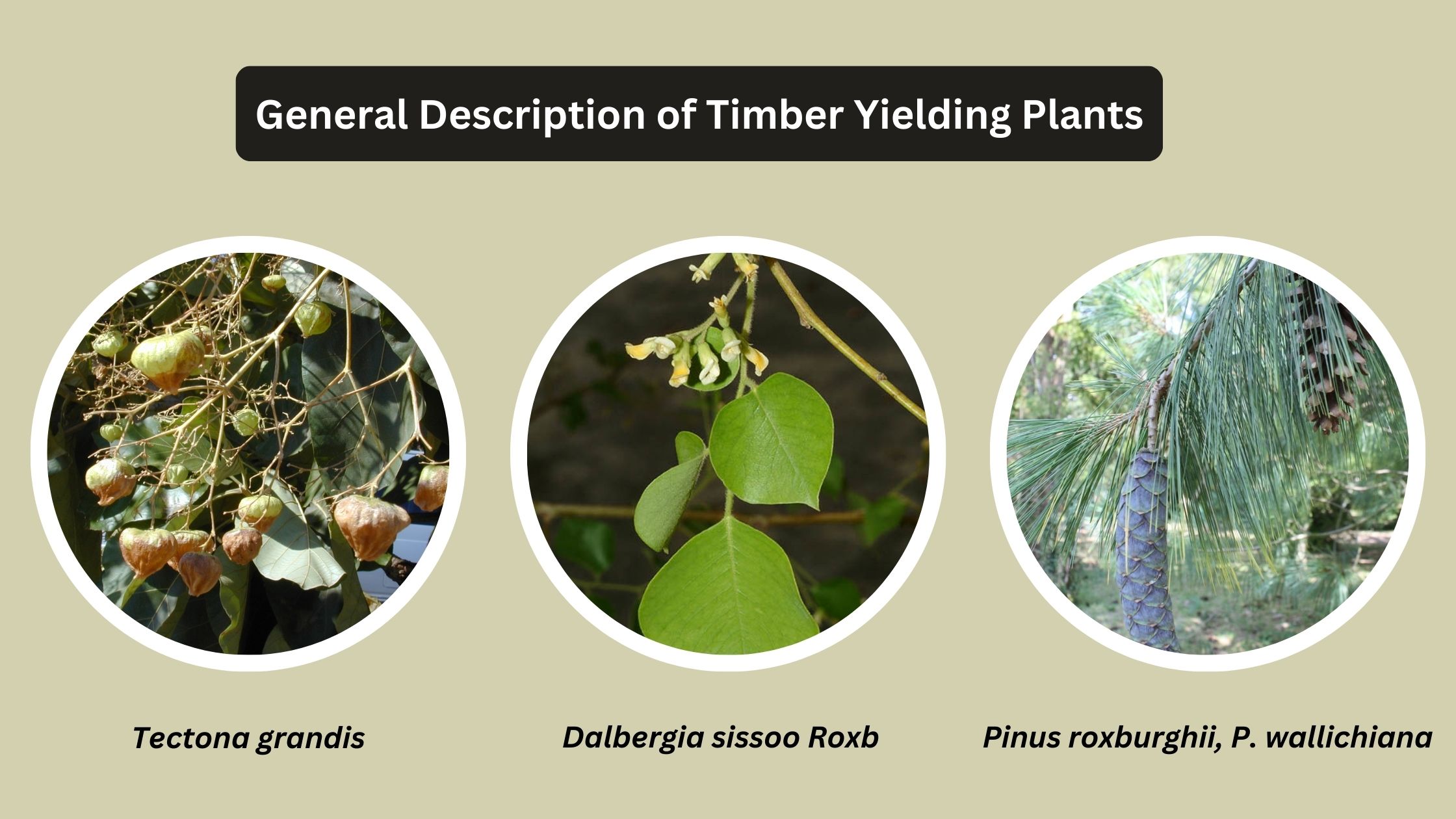 General Description of Timber Yielding Plants