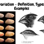 Genetic variation - Definition, Types, Causes, Examples