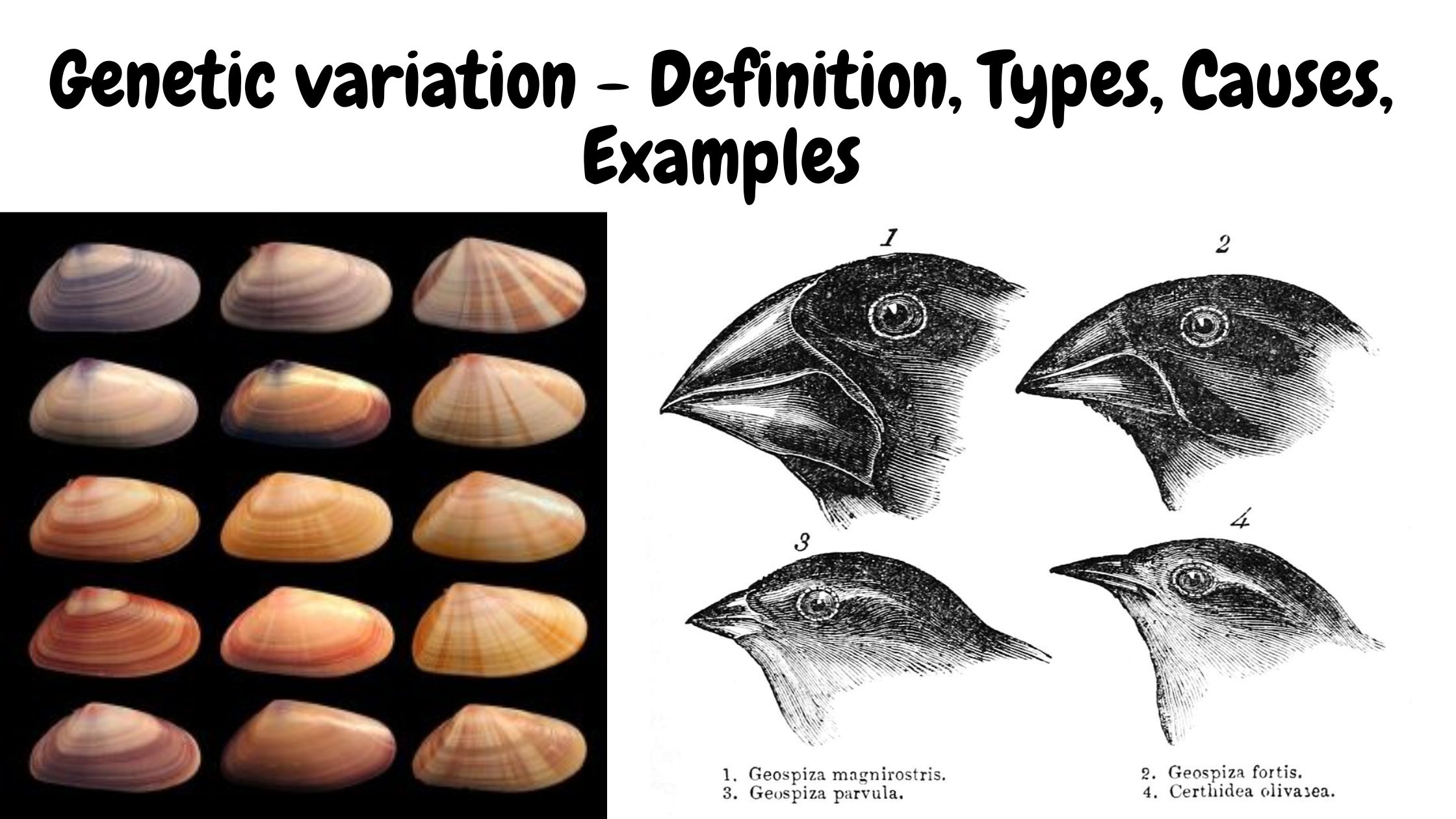 Genetic variation - Definition, Types, Causes, Examples