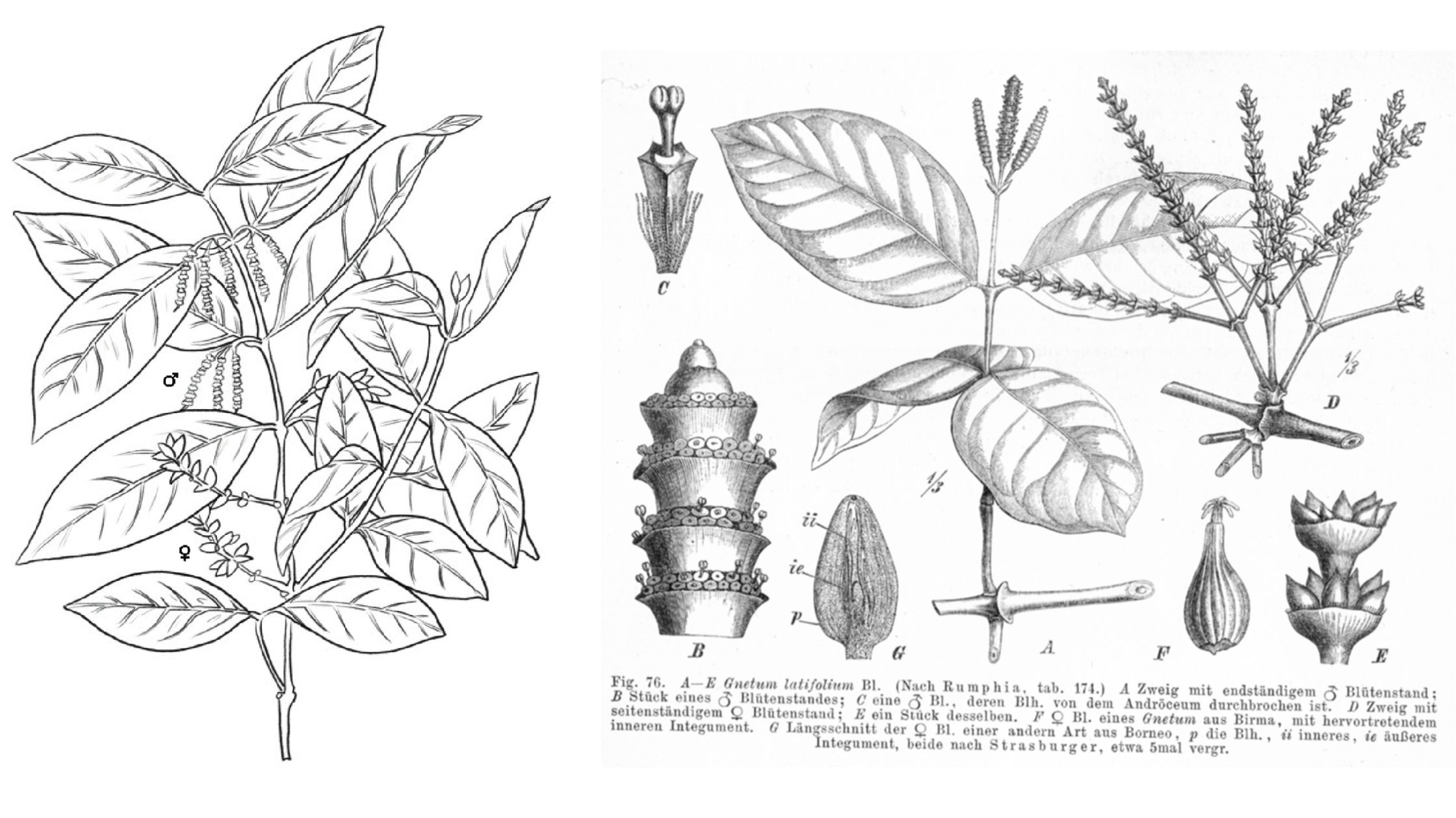 Gnetum – Characteristics, Classification, Morphology, Anatomy And Reproduction