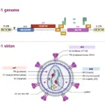 HIV-1 Genome and Structure