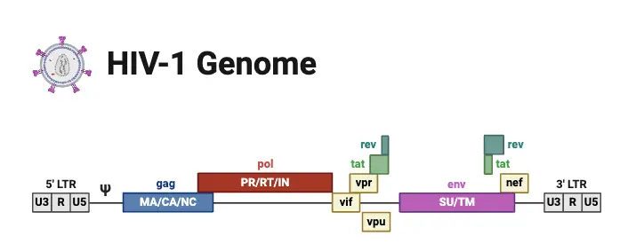 HIV-1 Genome