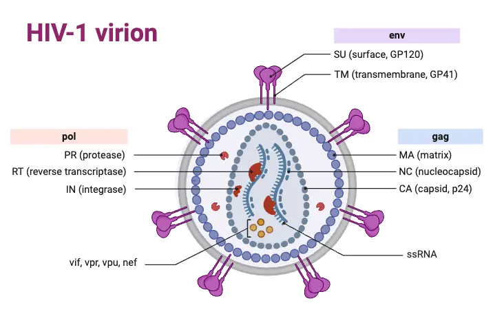 HIV-1 Structure