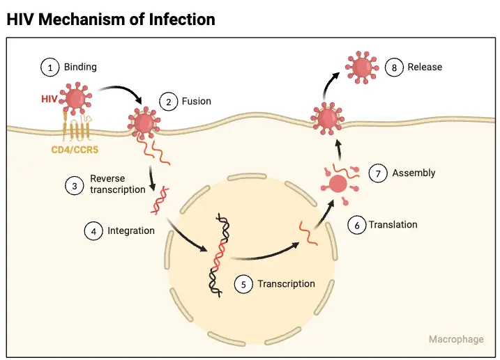 HIV Mechanism of Infection