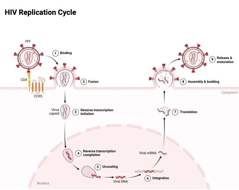 HIV Replication Cycle