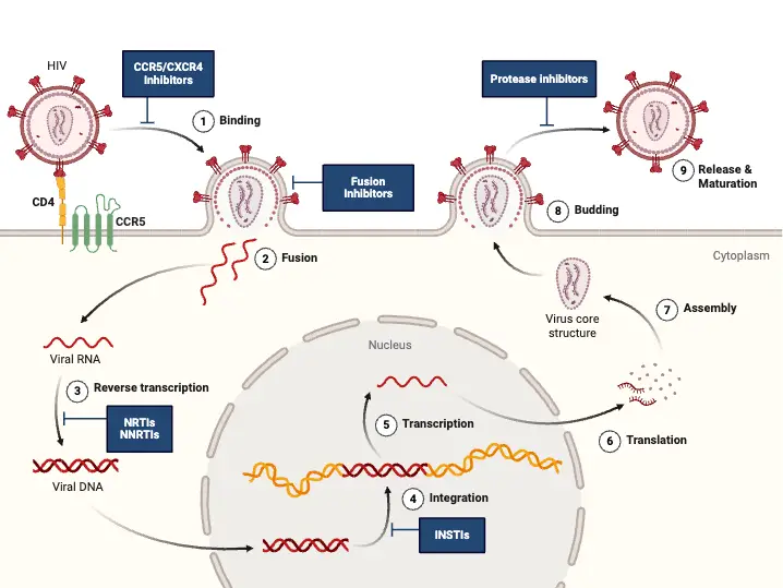 HIV Sites for Therapeutic Intervention