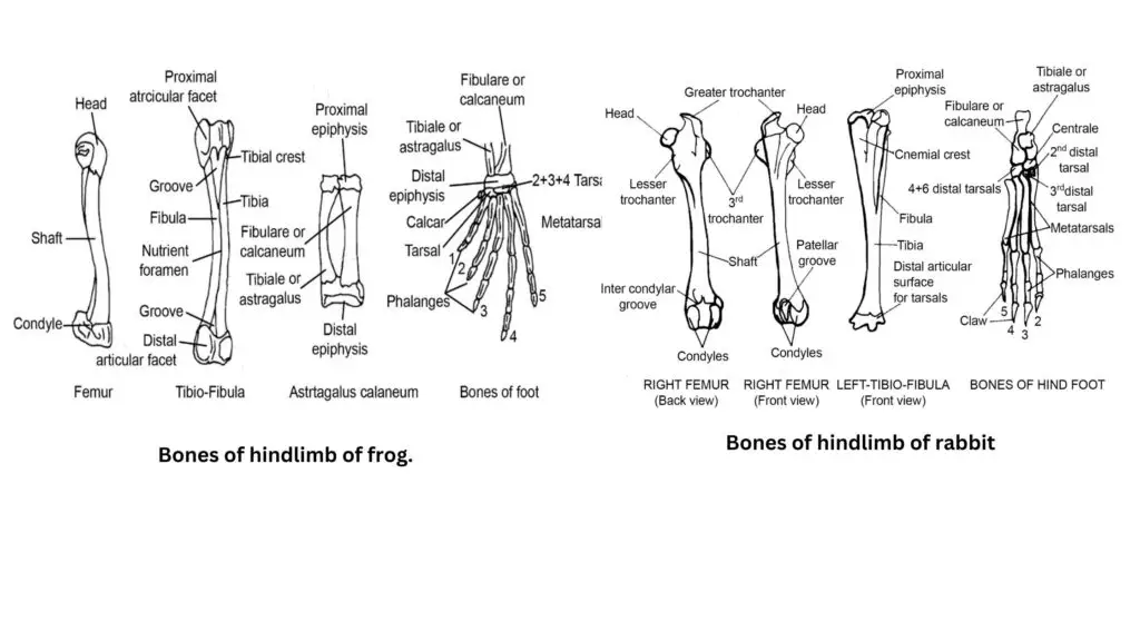 Hindlimb of Frog and rabbit