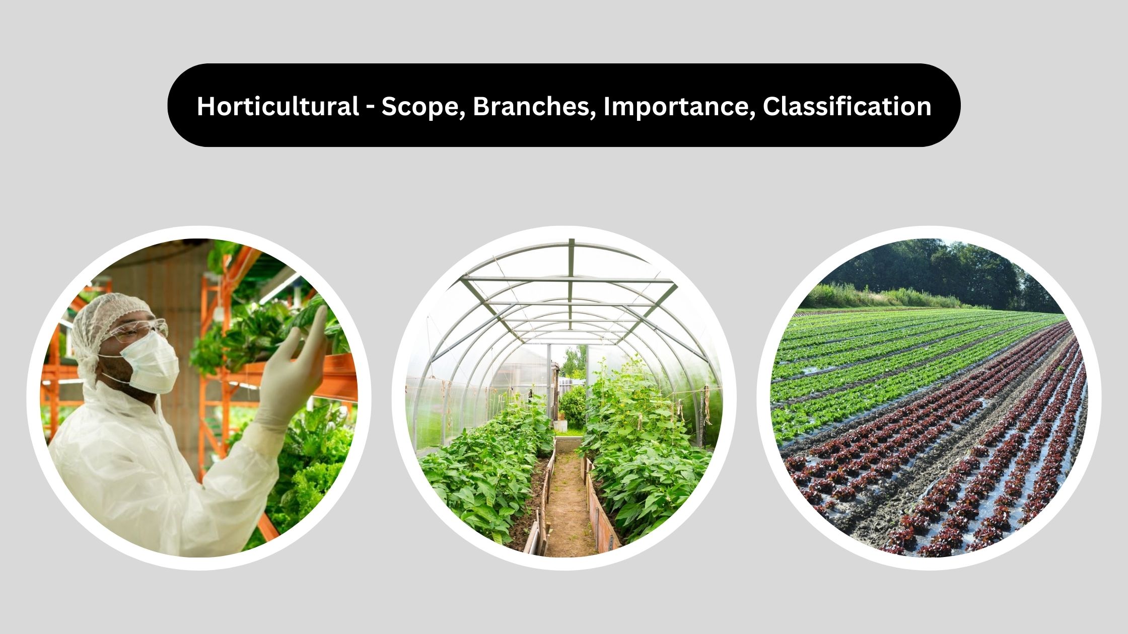 Horticultural - Scope, Branches, Importance, Classification