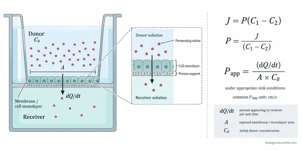 Donor and receiver compartments separated by a membrane or cell monolayer, with flux, area, donor concentration, and permeability equations labeled.