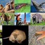 Keystone Species - Types, Characteristics, Their Role in Ecosystem Stability, Examples