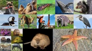 Keystone Species – Types, Characteristics, Their Role in Ecosystem Stability, Examples