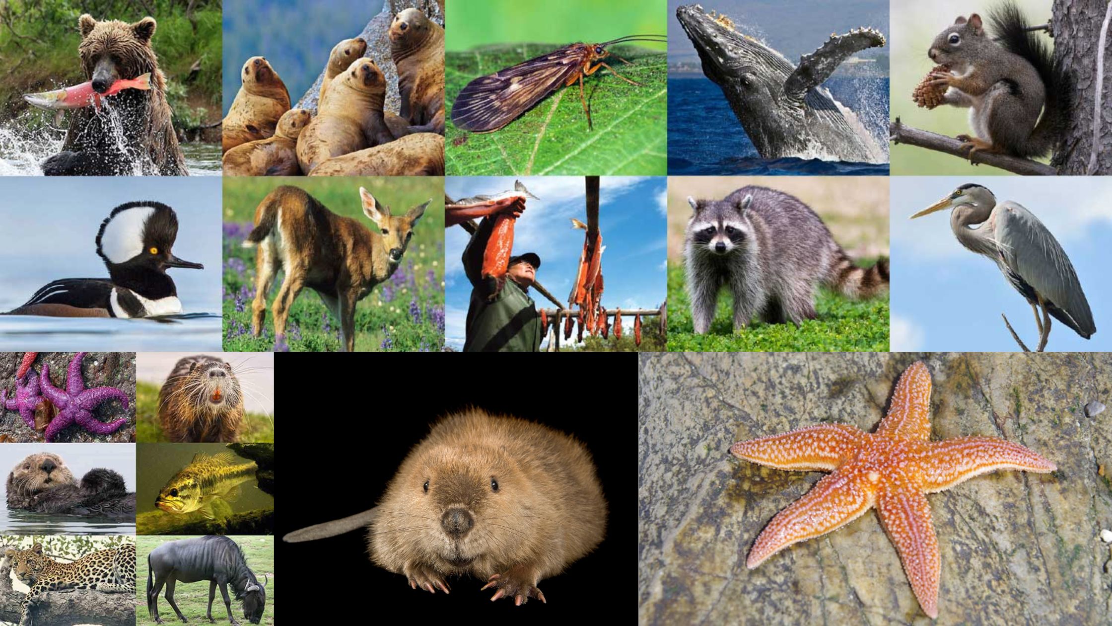 Keystone Species - Types, Characteristics, Their Role in Ecosystem Stability, Examples