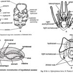 Larval Forms of Echinodermata