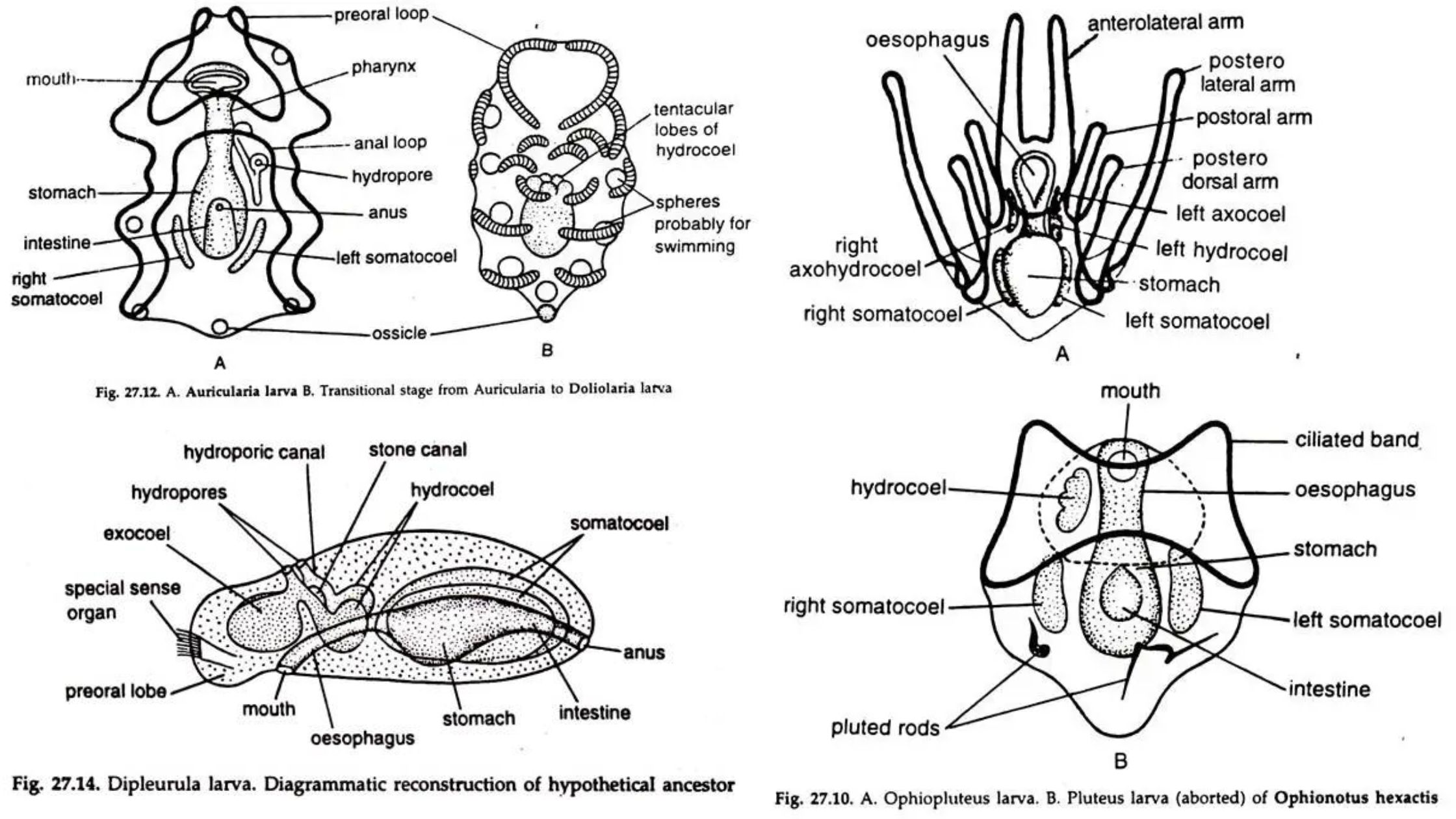 Larval Forms of Echinodermata