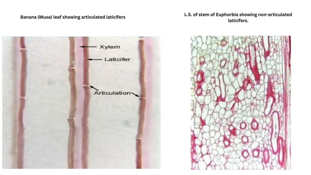 Laticifers