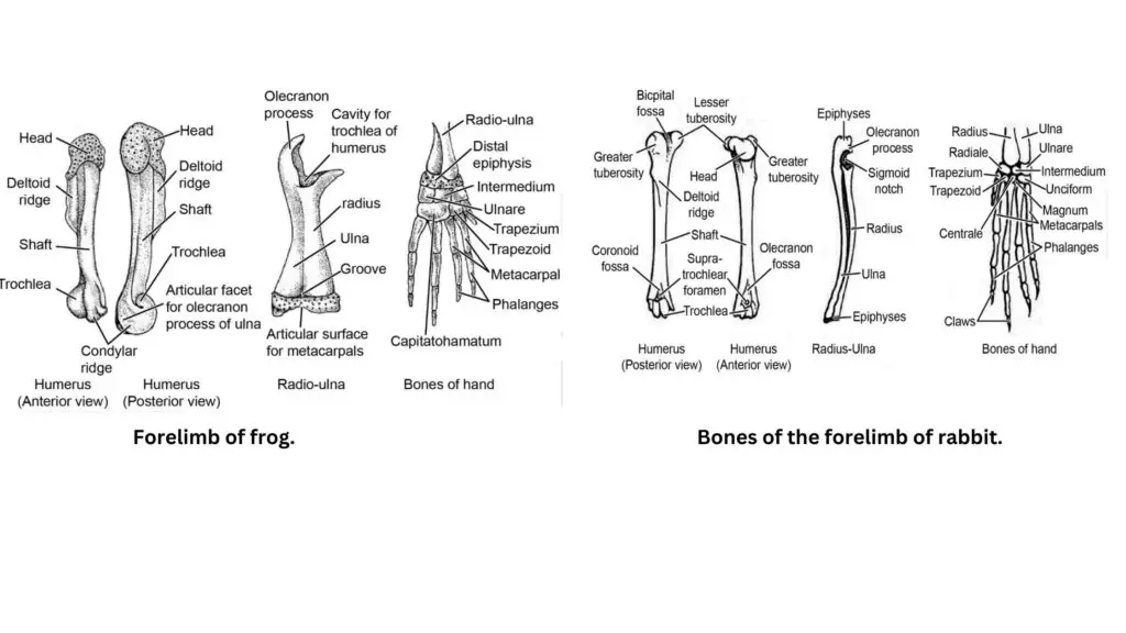 Limbs of Frog and Rabbit 