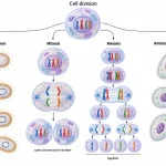Comparison of binary fission, mitosis, meiosis, and atypical amitosis showing their different chromosome and daughter-cell outcomes.