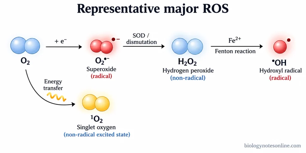 Reaction schematic showing superoxide, hydrogen peroxide, hydroxyl radical, and singlet oxygen with radical status and major formation relationships.