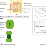 Mechanism of stomatal opening