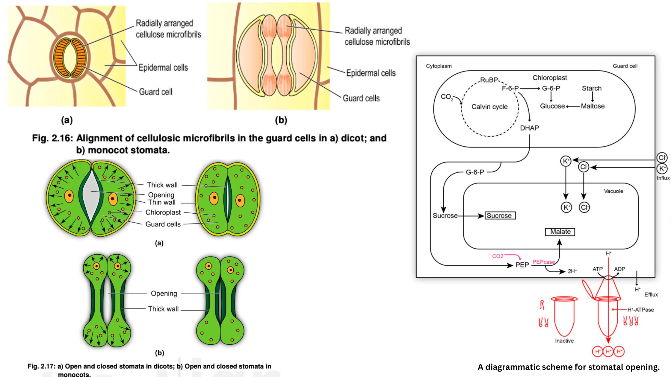 Mechanism of stomatal opening