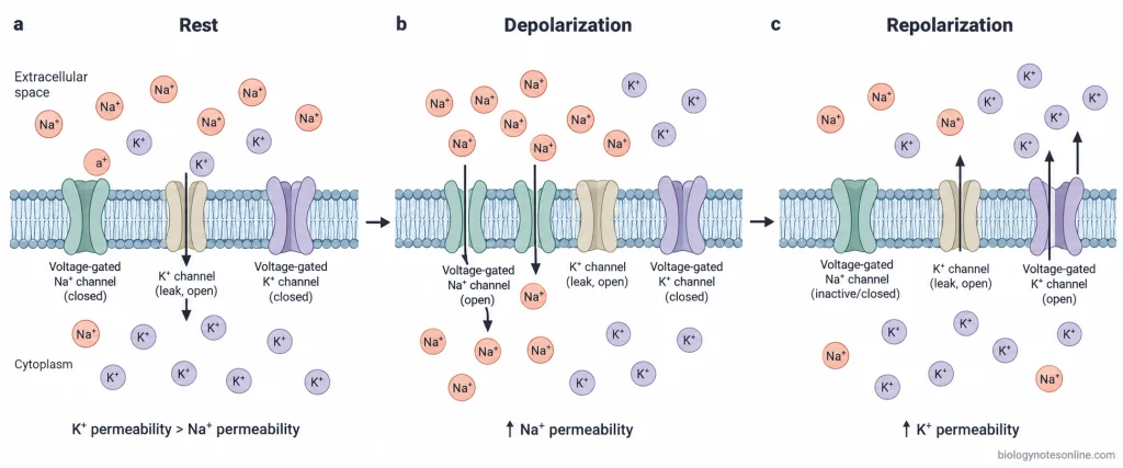 Three-stage neuron membrane schematic showing high resting potassium permeability, sodium influx during depolarization, and potassium efflux during repolarization.