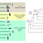 Metazoa - Characteristics, Symmetry, Metamerism, Origin and Evolution