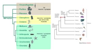 Metazoa – Characteristics, Symmetry, Metamerism, Origin and Evolution